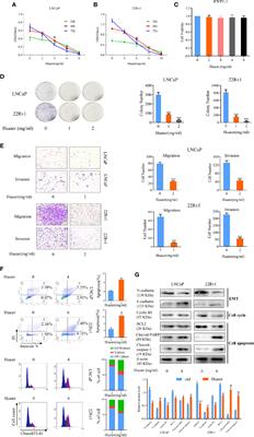 Huaier Extract Inhibits Prostate Cancer Growth via Targeting AR/AR-V7 Pathway